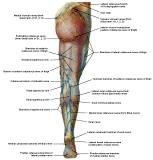 Anatomie: heup,bovenbeen,knie,onderbeen,enkel,voet,acetabulum,collum femoris,trachanter,femur,epicondyl,meniscus,kruisband,cruciate ligament,patella,knieschijf,tibia,fibula,malleolus,talus,calcaneus,tarsus,metatarsus,phalanx,falanx,quadriceps femoris,rectus femoris,sartorius,tensor fasciae latae,tractus iliotibialis,biceps femoris,gastrocnemius,semimembranosus,semitendinosus,soleus,suralis,vena saphena parva,vena saphena magna,sciatic,ischiadicus,peronea